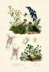 Ácaros, 1833-39